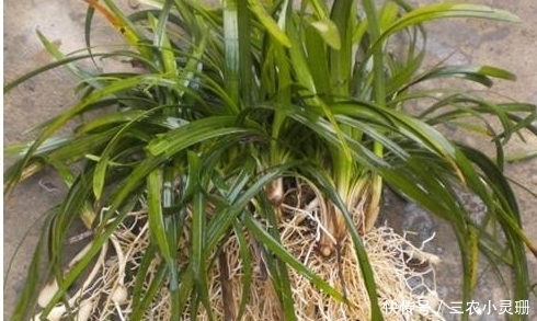 良药|农村一种野草，经常被当成韭菜，实际根部是一种良药，一斤50块