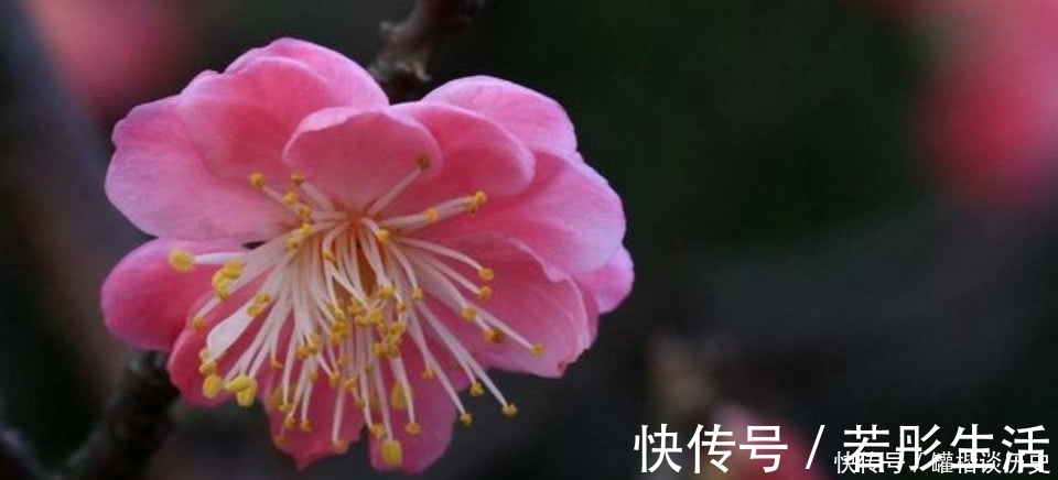 诗人&一首经典的咏梅诗，看似在赞美江南的梅花，其实是另有深意