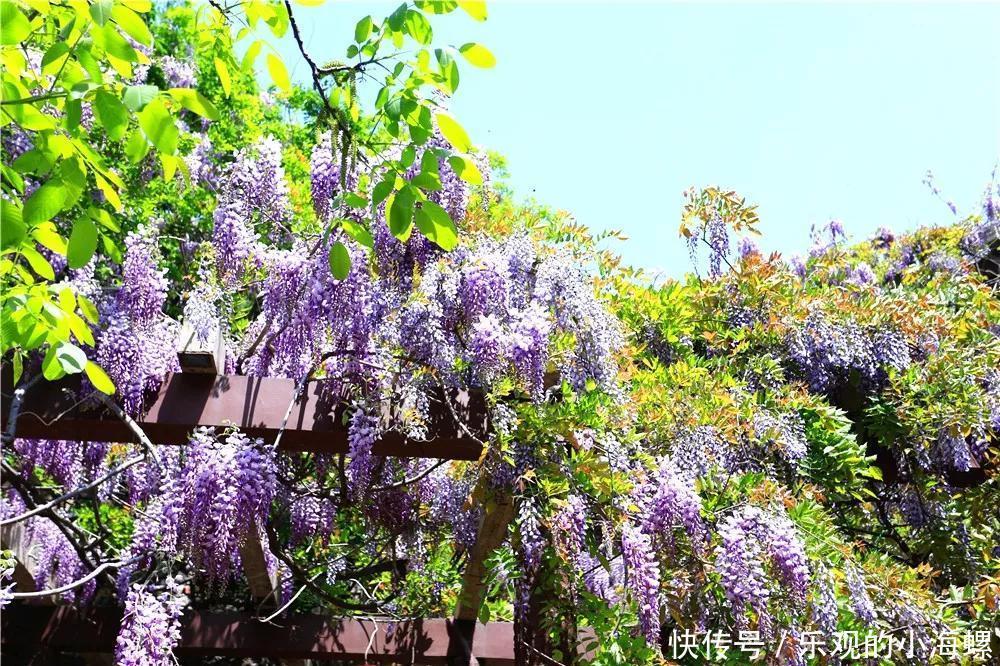 翔海集团：紫藤花开惹人醉，一起相约龙口南山！