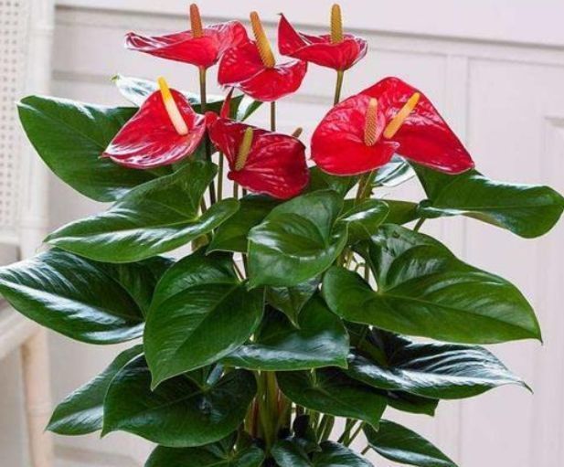 “4种花”超爱开花,尤其第2种,全年开花不断,还超好养,美