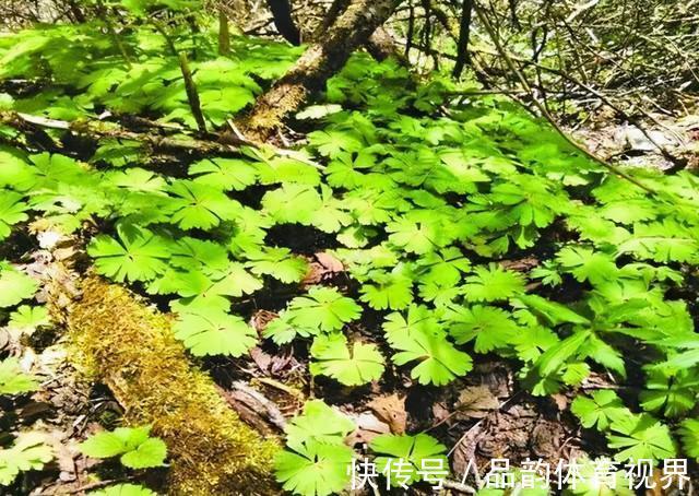 秦岭发现奇特植物，只有一叶一花，很娇弱却从恐龙时代生存到现在