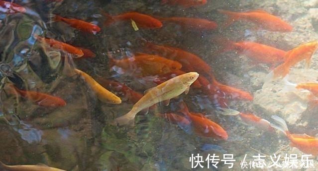 为什么刚挖的水塘什么都没有，过几天就会有鱼可算是知道了