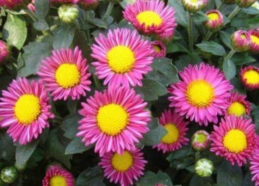 一年四季|6月11日起，养花试试这几款，花美似牡丹，花型奇特，香气飘满堂