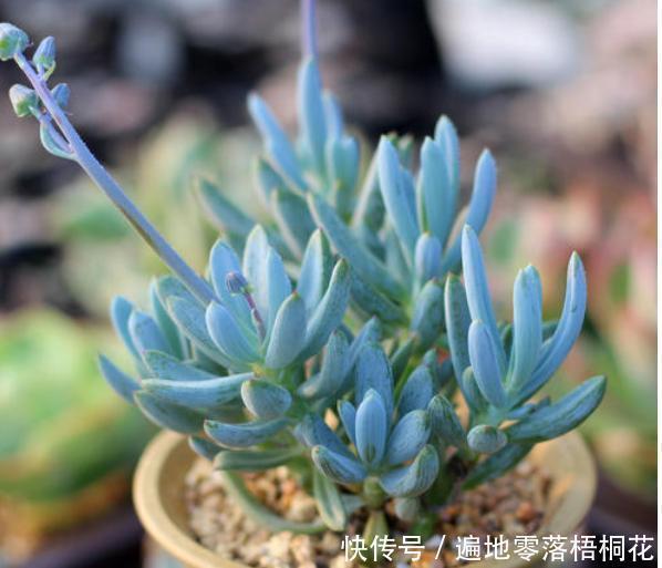 意境|10款意境深远的蓝色系多肉!养成老桩美呆了!越养越爱!
