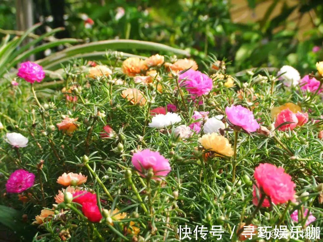 9种花特怕冷,低温浇水容易冻死,夜晚套袋子保暖