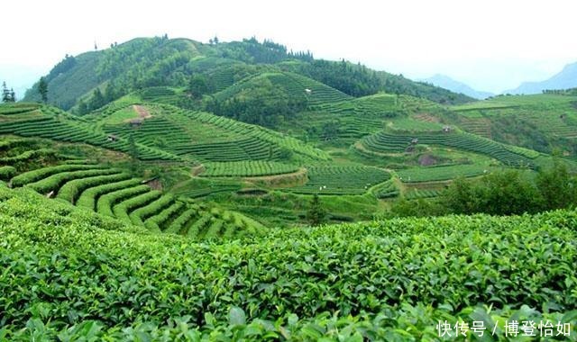 历史的教训:中国茶叶曾远销全球,如今却连1%的市场份额都不到