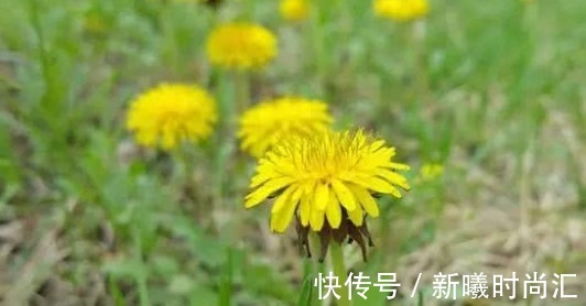 蒲公英水|17岁女生因一壶蒲公英水,送入医院,提醒:蒲公英泡水有4大禁忌