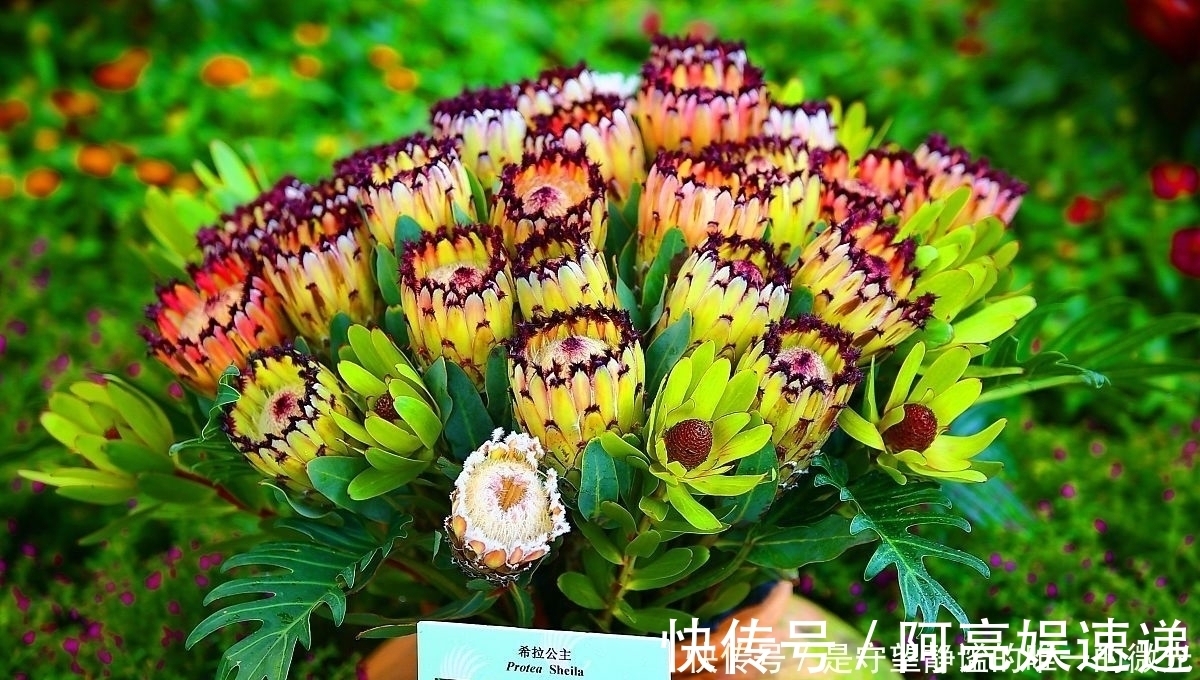 家里养盆帝王花,大气华丽,寓意事业蒸蒸日上,富贵吉祥