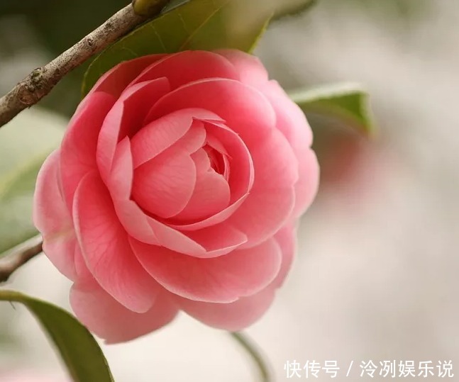 超美|2款适合新手种植的花,一养就爆盆,花大色艳,四季都开花,超美