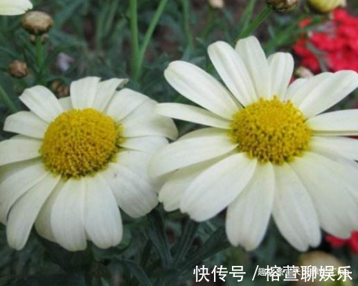 牡丹|喜欢牡丹,不如养盆“玫瑰精品”卡罗拉,花开红艳似火,美艳优雅