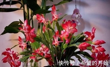 蟹爪兰开完花,做好3件事,快速服盆,开出满盆花!