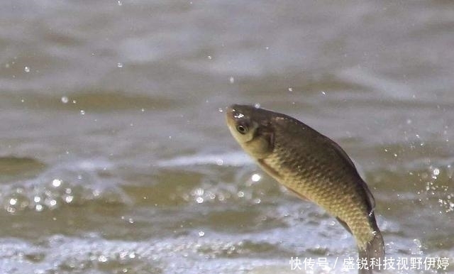 夜钓水里黑漆漆一片，鱼是怎么发现饵料的
