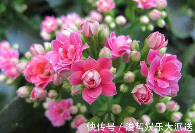 长寿花和蟹爪兰可以做邻居吗原来这么“养”,枝叶茂密花开不断