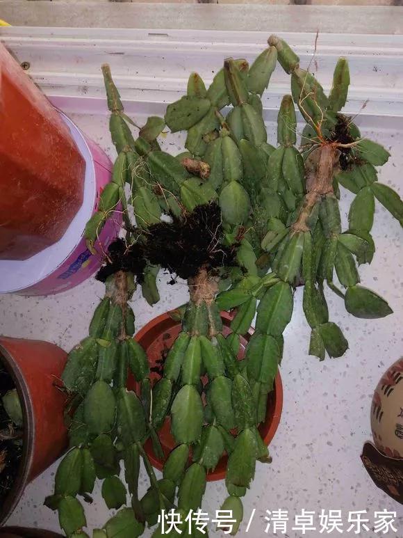 养花|养花技巧6种花须用小盆“挤着养”,控水好、长得旺!