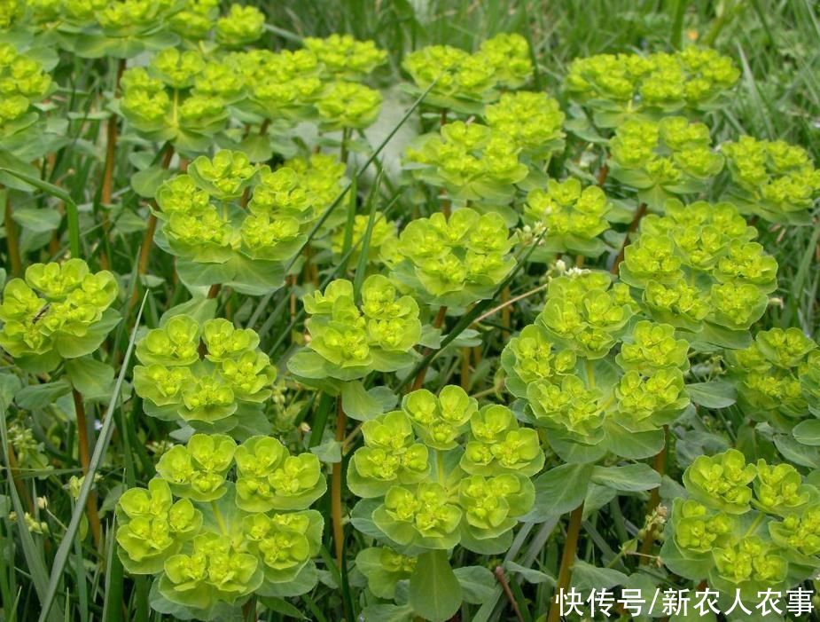 牛羊|俗称“五朵云”，除新疆西藏外全国分布，牛羊不吃老中医却最爱