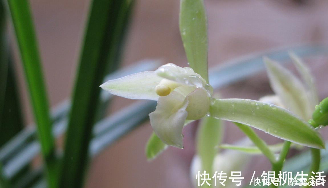 黄金时间段|兰花翻盆：两花不翻、两水不浇、两肥不施，你做对了吗