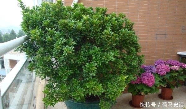 浇水|这种植物,有兰花的香气,树的气质,还比兰花好养,一开就半年!