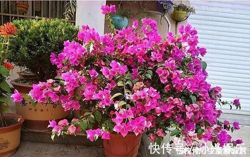 阳台|4种漂亮花，一年四季花朵轮番开，天天都是花海，是阳台盆栽佳品