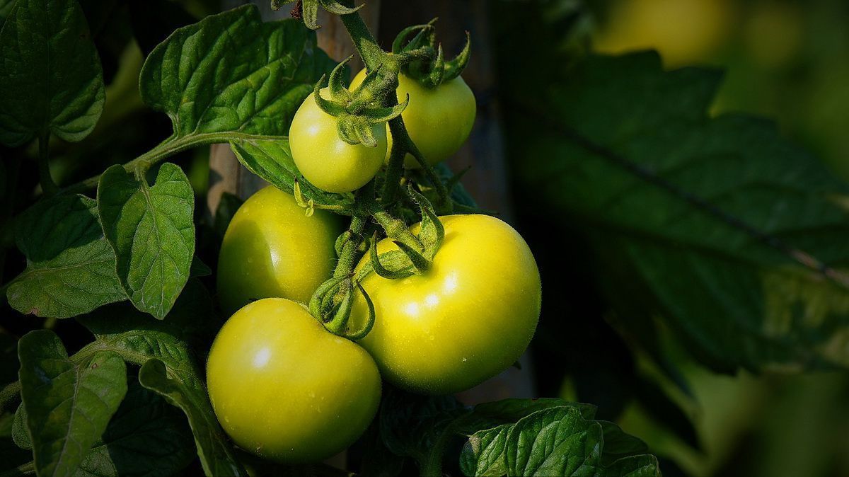 好吃|几种蔬菜可能好吃,但一个比一个伤肝,你却还在往桌上端