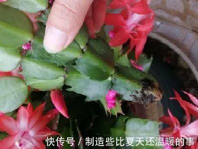 要点|养护蟹爪兰,要注意8个要点,才能开出仙气飘飘花