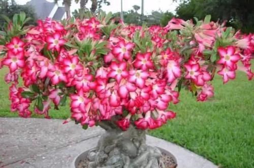 龙舌兰|这些特耐旱的盆栽植物，养室内干旱几周都不会挂