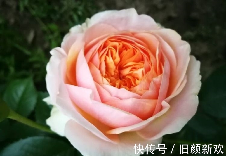 荷型黄莲瓣|花期最长的盆栽花，全年开花不停，花香四溢，养护容易，值得拥有