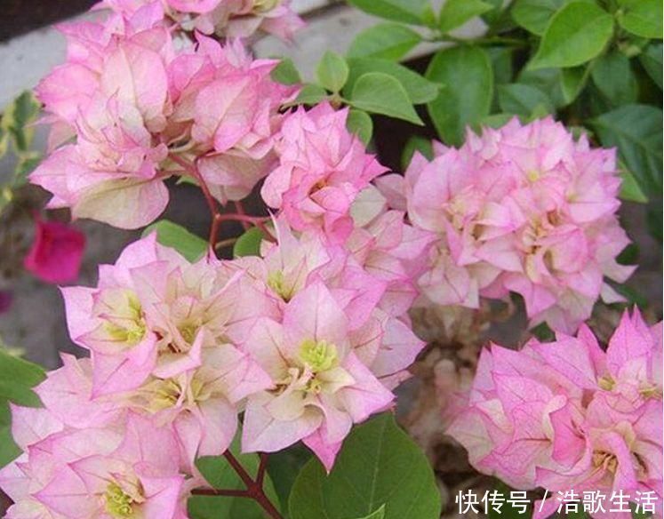 大岩桐花|3种花，都是开花小能手，养在家里繁花似锦，清新脱俗，懒人最爱