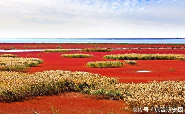 独一无二的红色沙滩，一年只红一次，十一出行首选，就在东北