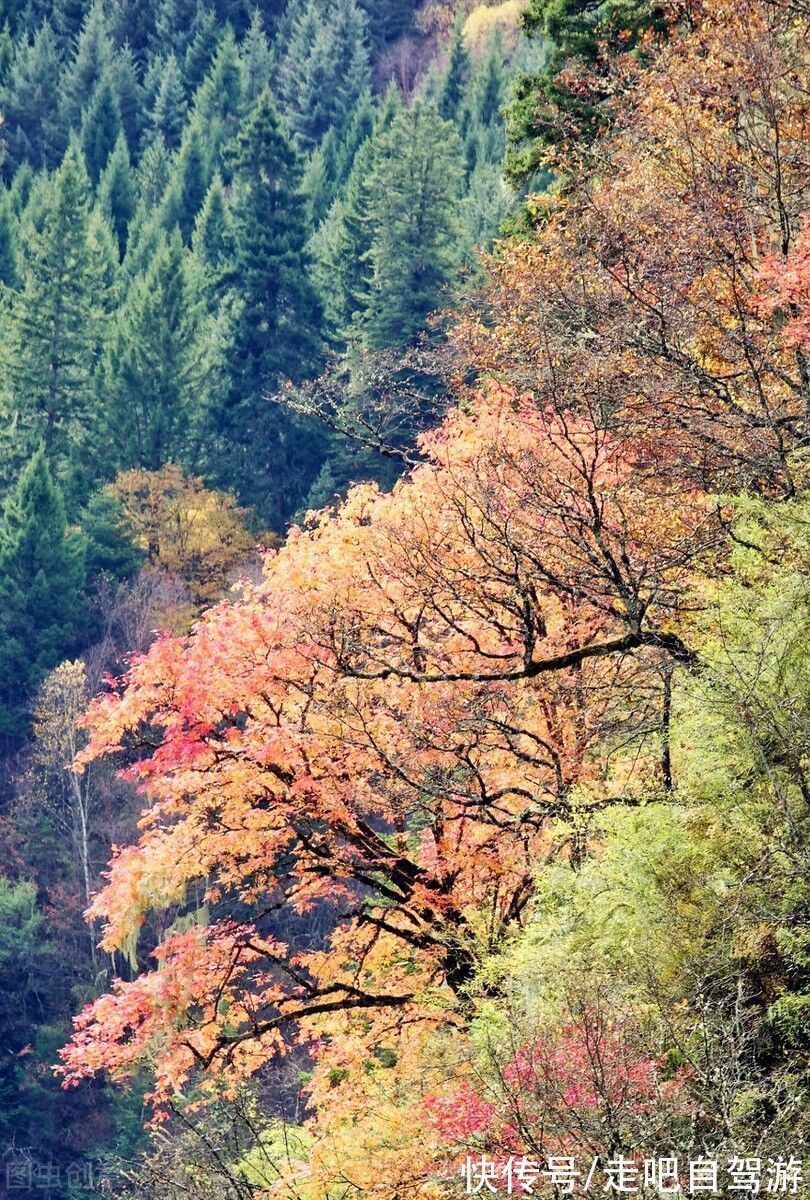 光雾山|10月这12个颜值高地，已补好了妆，将向世人“卖弄”最美一面