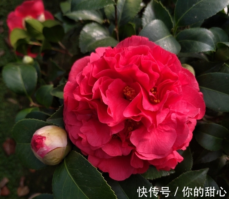 此花人称“赛牡丹”,芬芳如香薰,花期还长,不养一盆有点可惜