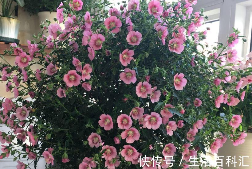 全年|绿化植物之一小木槿,开花堪比机器,好看又好养,全年无休