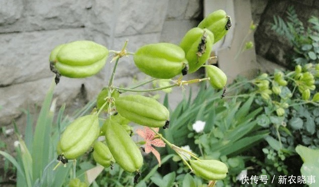 外形|外形像“手雷”,若见到这种野果,别害怕,记得采回家,是好东西