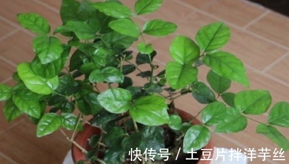 珍珠岩|茉莉花不耐寒入冬了咋办?这“三个土办法”安全过冬,来年开爆花