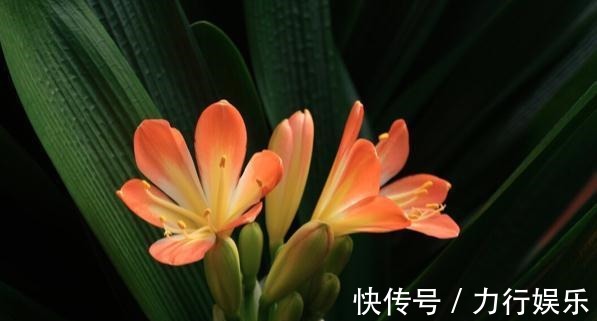 饼肥|提高君子兰开花率的4种“宝贝”,第一种免费,第四种自己能制作