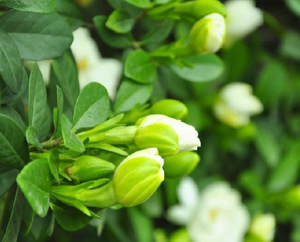 家养的栀子花长不好，看这些做到没有，做到长得会很更美