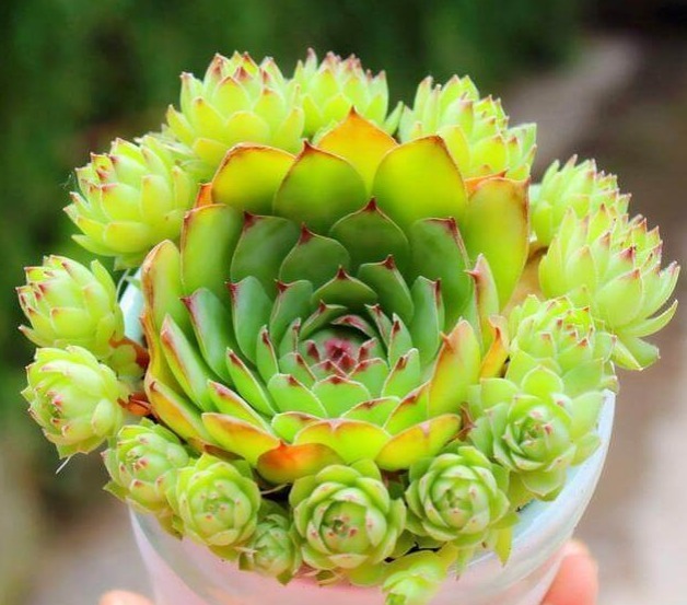 以下多肉的样子像莲花座，做好以下几点，能爆盆