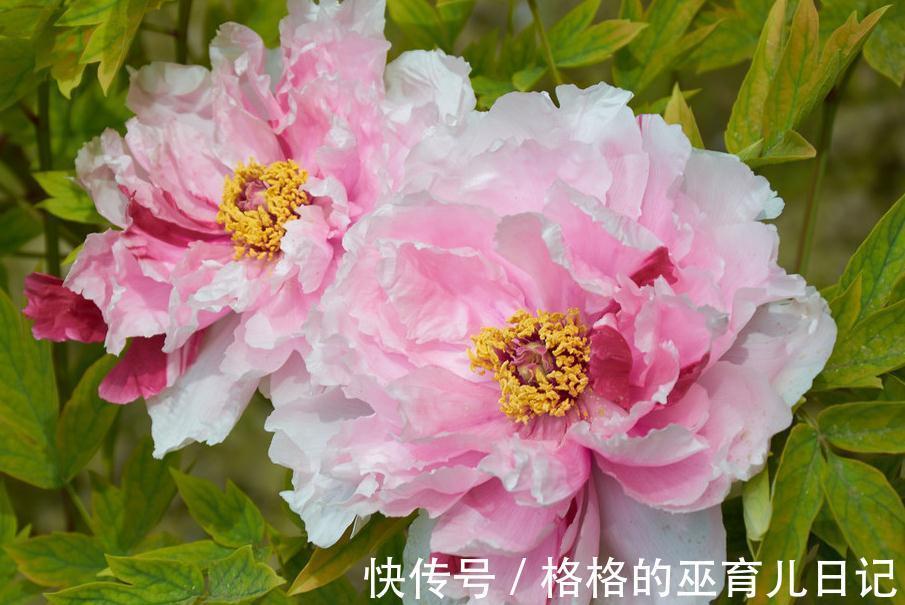 唯有牡丹真国色,花开时节动京城,浅谈牡丹花日常养护及换盆须知