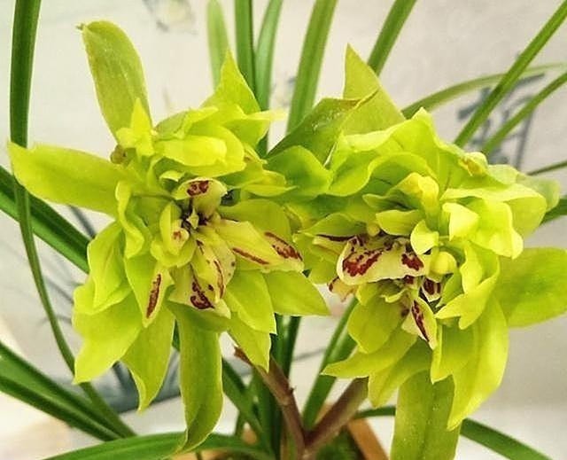 兰花|这款兰花,一盆能香遍一条街,花型奇特,花瓣多到数不清,值得养