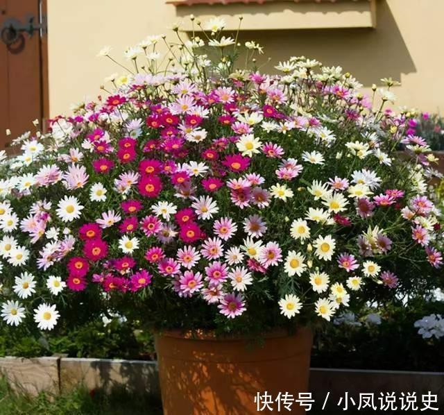 女人的阳台，别缺5种花，好养爱爆盆，一盆千百朵，枝头花苞满