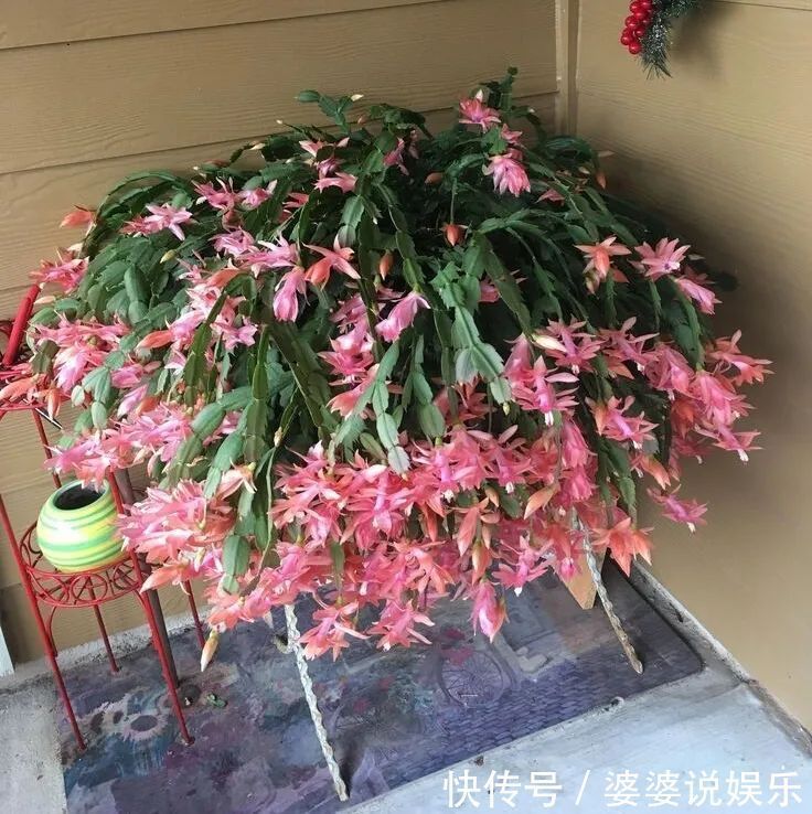 蟹爪兰简单扦插出几十盆，今后随便养，烂掉几棵也有底气