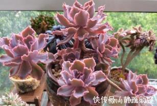 5种漂亮多肉,皮实又好养,不容易褪色,冻一冻叶片更好看!