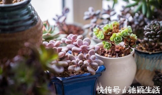 多肉|四种“零差评”多肉推荐,颜值不比桃蛋低,还容易成老桩!