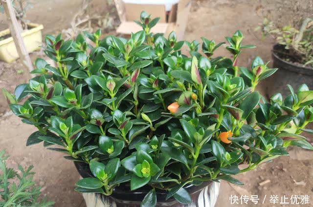 春天别光顾着施肥和浇水,8种花“见土生根”,趁着春季多繁殖