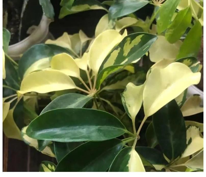 想种花家里却晒不到太阳怎么办？这两种花会推荐给你，只需要散光就能生长