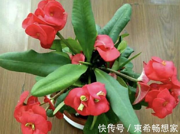 盆栽绣球花、茉莉花,植株开花少去厨房找它制肥料轻松搞定