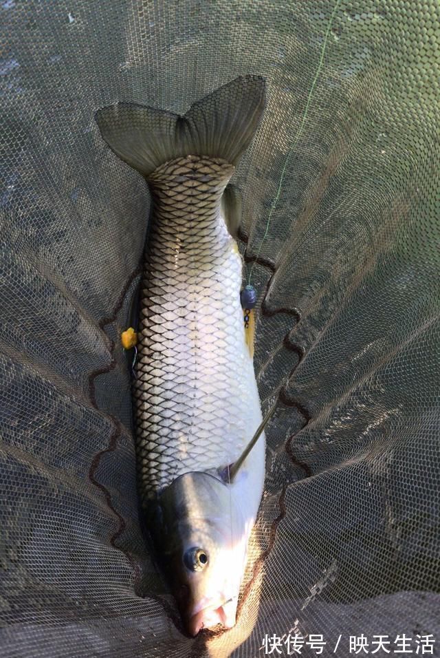 小鱼|如何判断窝里有没有鱼进窝有信号，这三种情况果断走人