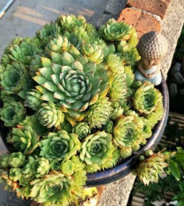 高温天气养观音莲,3个小技巧,侧芽不断长,1个月就爆满盆