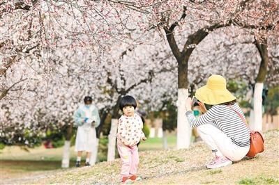 西安城满眼新绿惹人醉 行人尽享满城春色