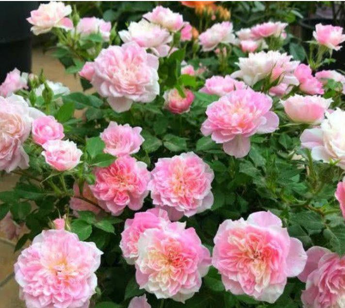 最适合新手养的4种花,空气清香去异味,优雅迷人