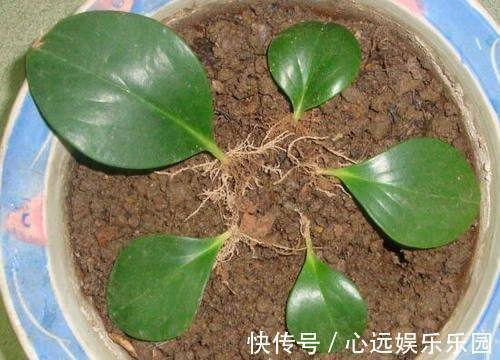 gt|家里有着6种花赚了!自己在家扦插,不花钱轻松变出好几盆